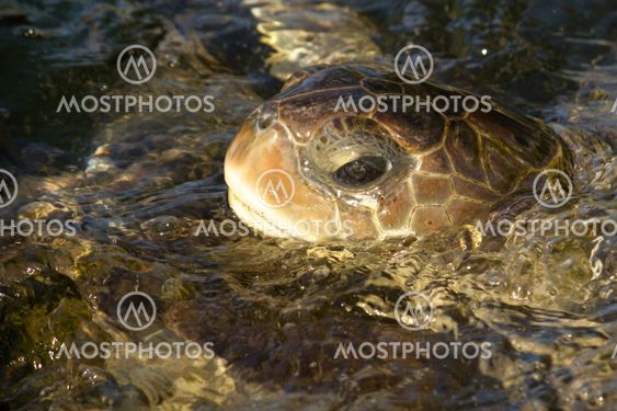 Sea turtle breathing above water