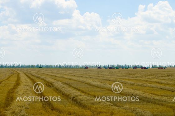 harvesting