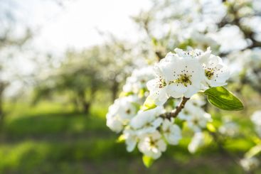 Beautiful white blossoms bloom on trees in a picturesque...