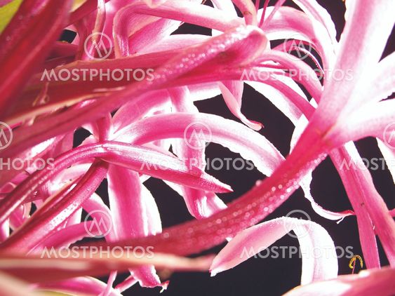 The Giant Spider Lily -5