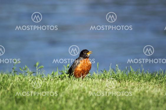 En robin på riverbank