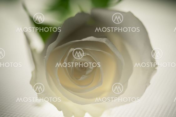 Pure Rose