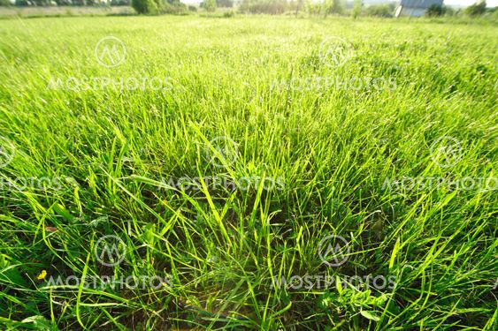 Meadow in sunlight