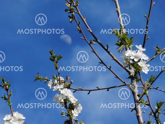 Blue sky with apricot flowers and moon