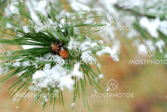 Snowy pine branch