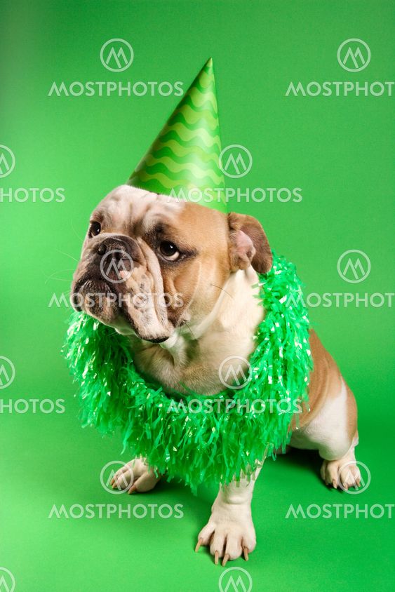 English Bulldog in party hat.