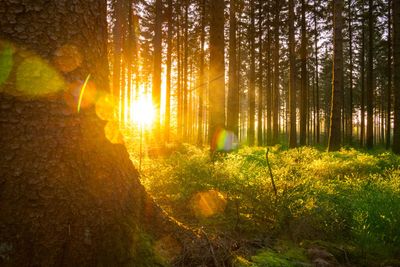 Silent Forest in spring with beautiful bright sun rays