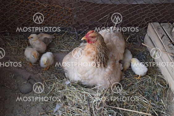 Chicken mother with chickens