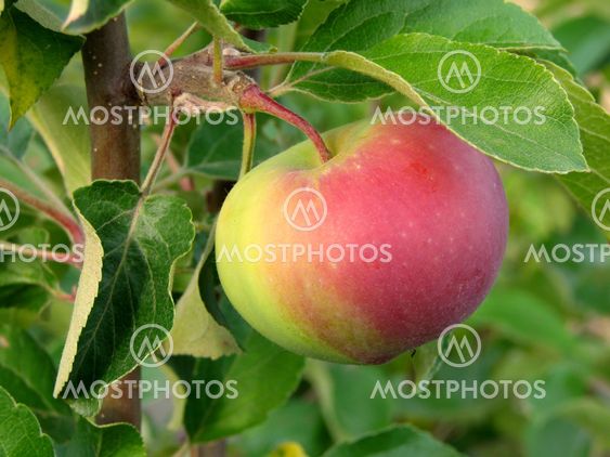 growing apple