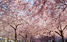 Cherry blossom trees in Kungstradgarden, Stockholm, Sweden