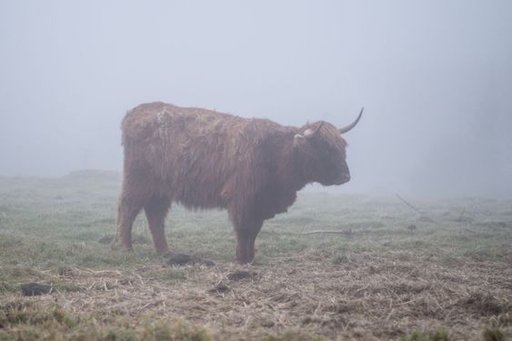 Highland bull