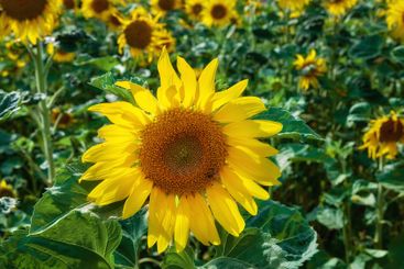 Blooming, nature and sunflowers with petals for closeup,...