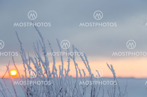 Hoar frost by the setting sun