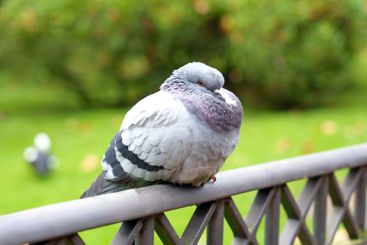 Сommon pigeon with puffed-up feathers sitting on fence 