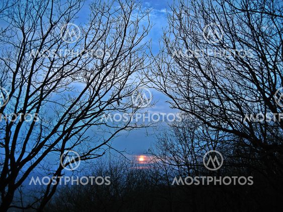 Auringonlasku ja puiden