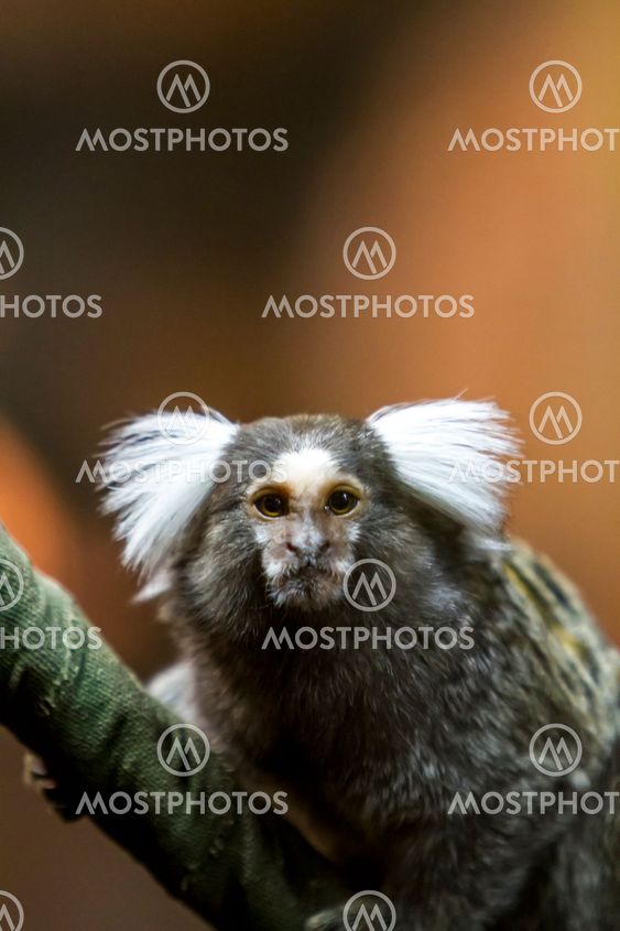 Marmoset