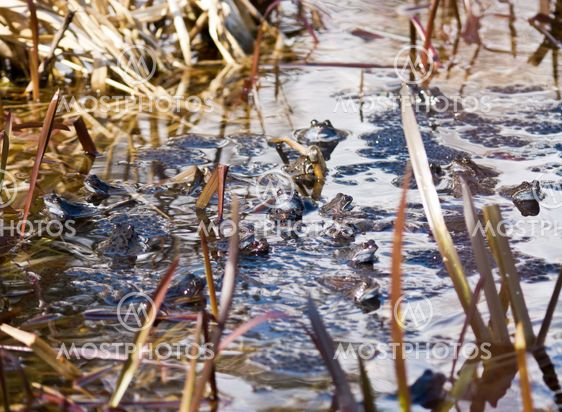 Lot of frogs