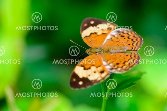Rustic butterfly ( Cupha erymanthis )