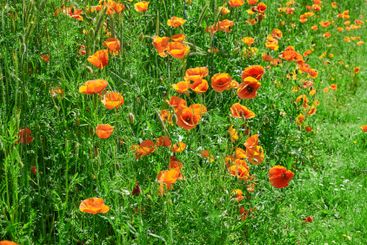 Poppies, field closeup and natural growth in...