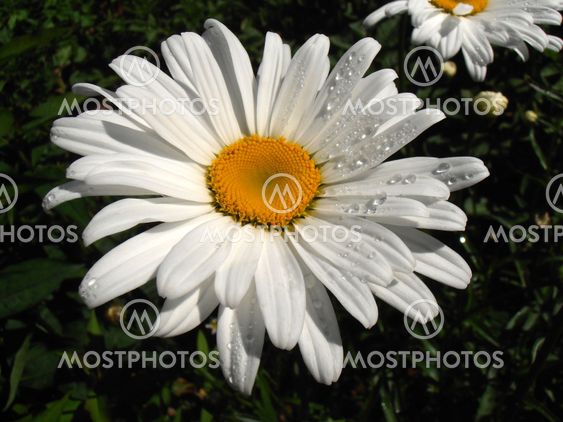 Wet Daisy.