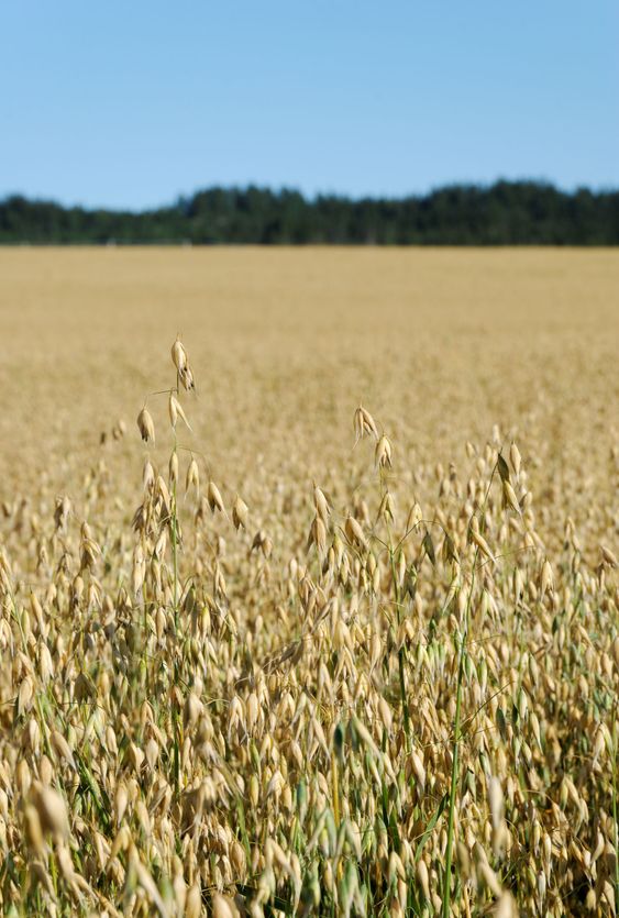 Oats Field Vertical