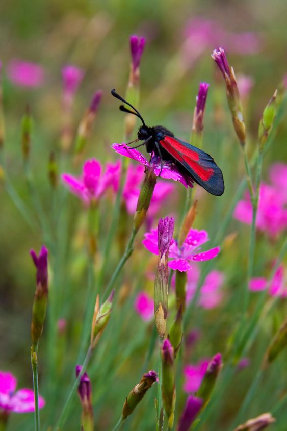 Zygaena minos