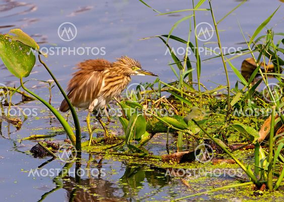 A pond Heron and it's reflection