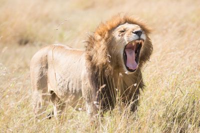 Male lion yawns showing all his teeth