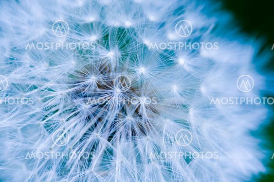 Dandelion Seed Background