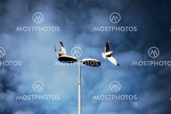 Two seagulls flying