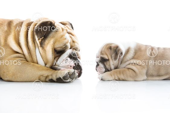 English bulldog puppy with her father isolated
