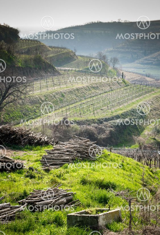 vineyards on the hills in spring, Italy
