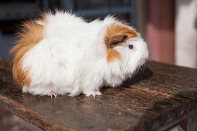 selective focus on white, black, orange brown guinea pig...