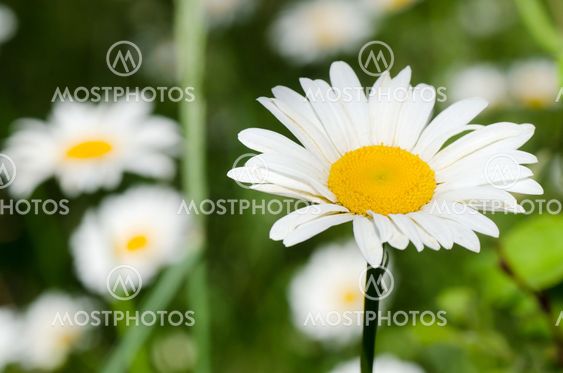 meadow of chamomile close up