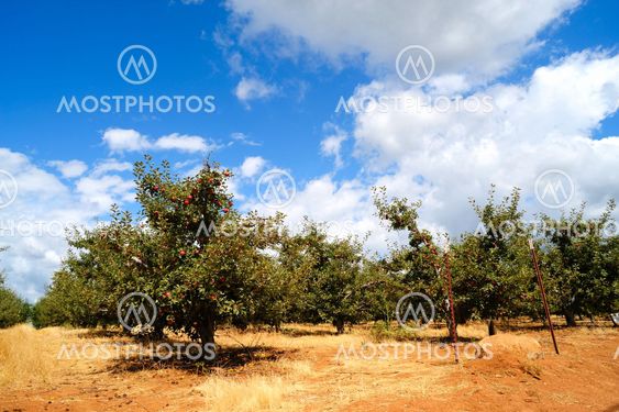 Kesällä omenoiden Orchard
