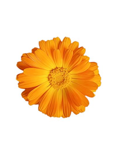 marigold flower isolated on white background