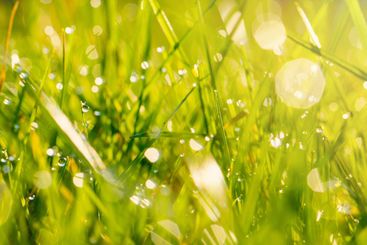 Field with sunlight close up. Green grass nature background