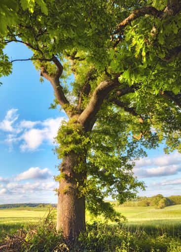Ash tree, green and outdoor on field, forest and nature...