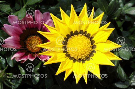 Colorful Gazania flower