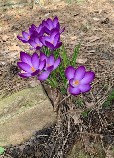 Beautiful Purple Crocuses Blooming in Early Spring Garden