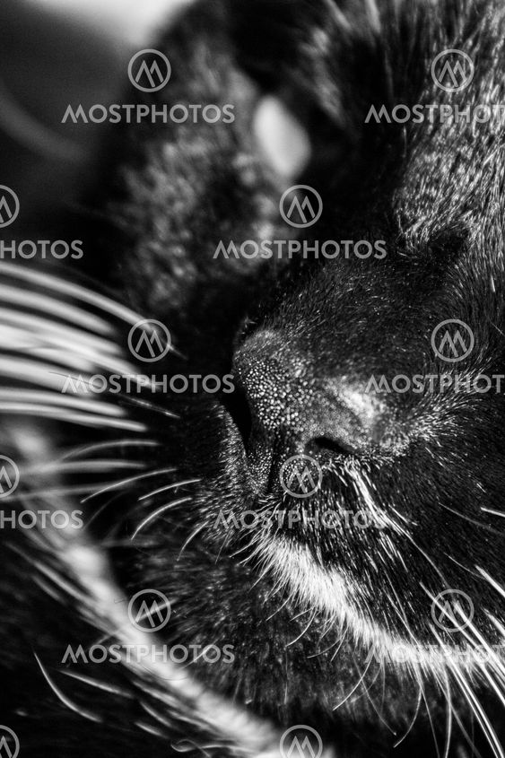 Katt svart