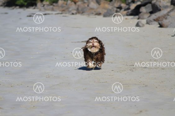 Puppy run on sandy beach with a stick in mouth