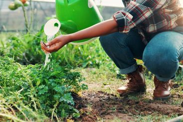Hands, farm and watering can for plants, greenhouse and...