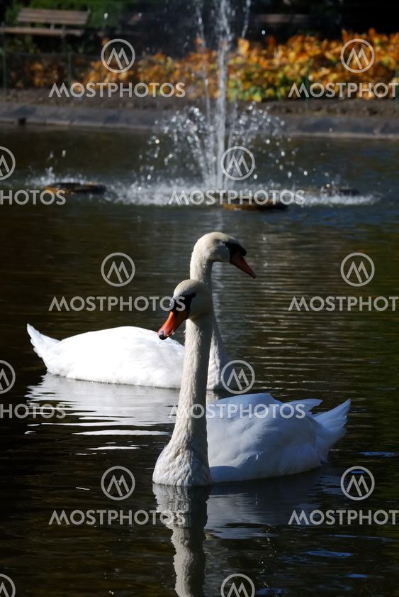 Two swans
