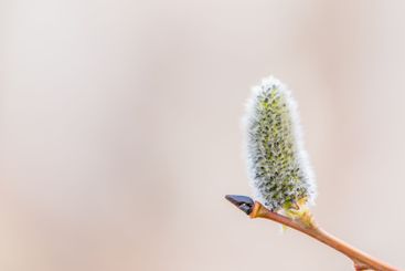 Nature awakes in spring. Blooming willow twigs and furry...