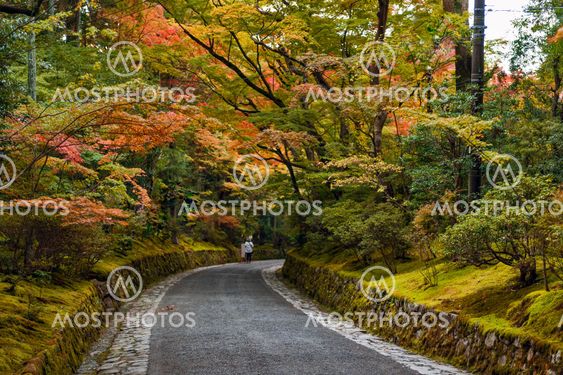 Colourful leaves in Japanese garden in Kyoto during autumn