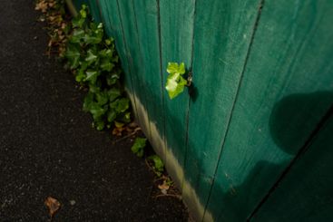 Ivy on painted green wall