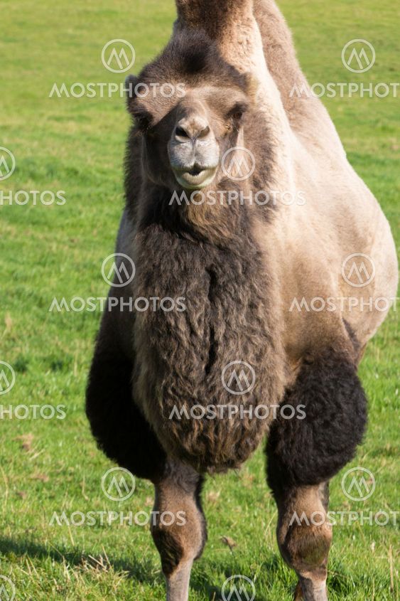 Inquisitive bactrian camel