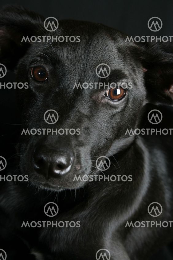 Mixed Breed Puppy