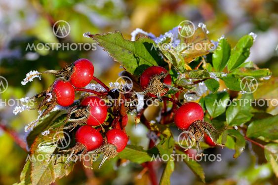 Rose Hips in Winter